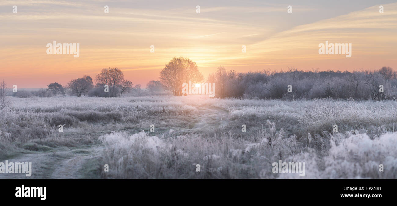 Frosty winter sunrise. Winter rising sun illuminate white grass with ...