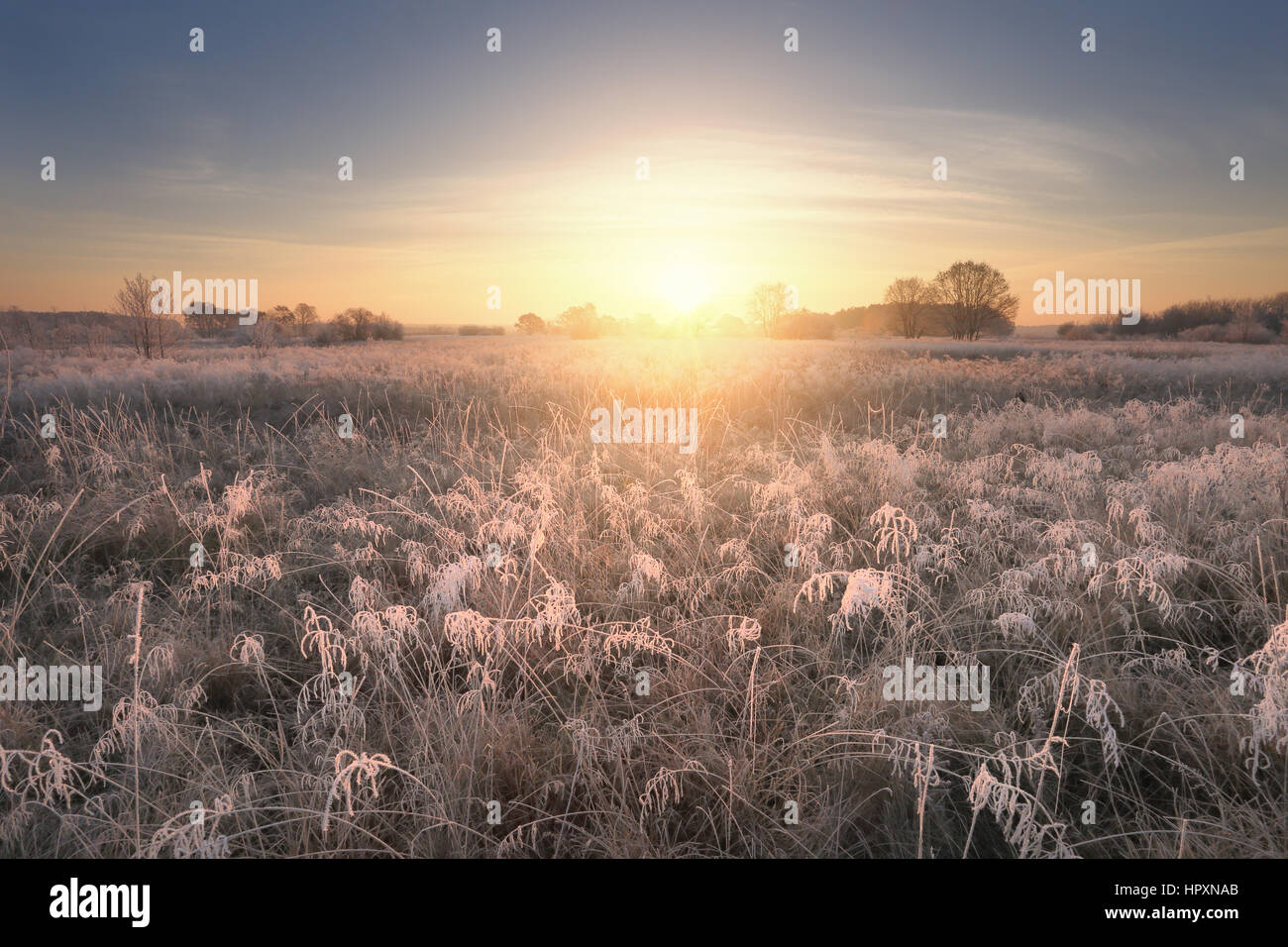 Sun rising above frosty field. Winter morning background with sun beams. Stock Photo