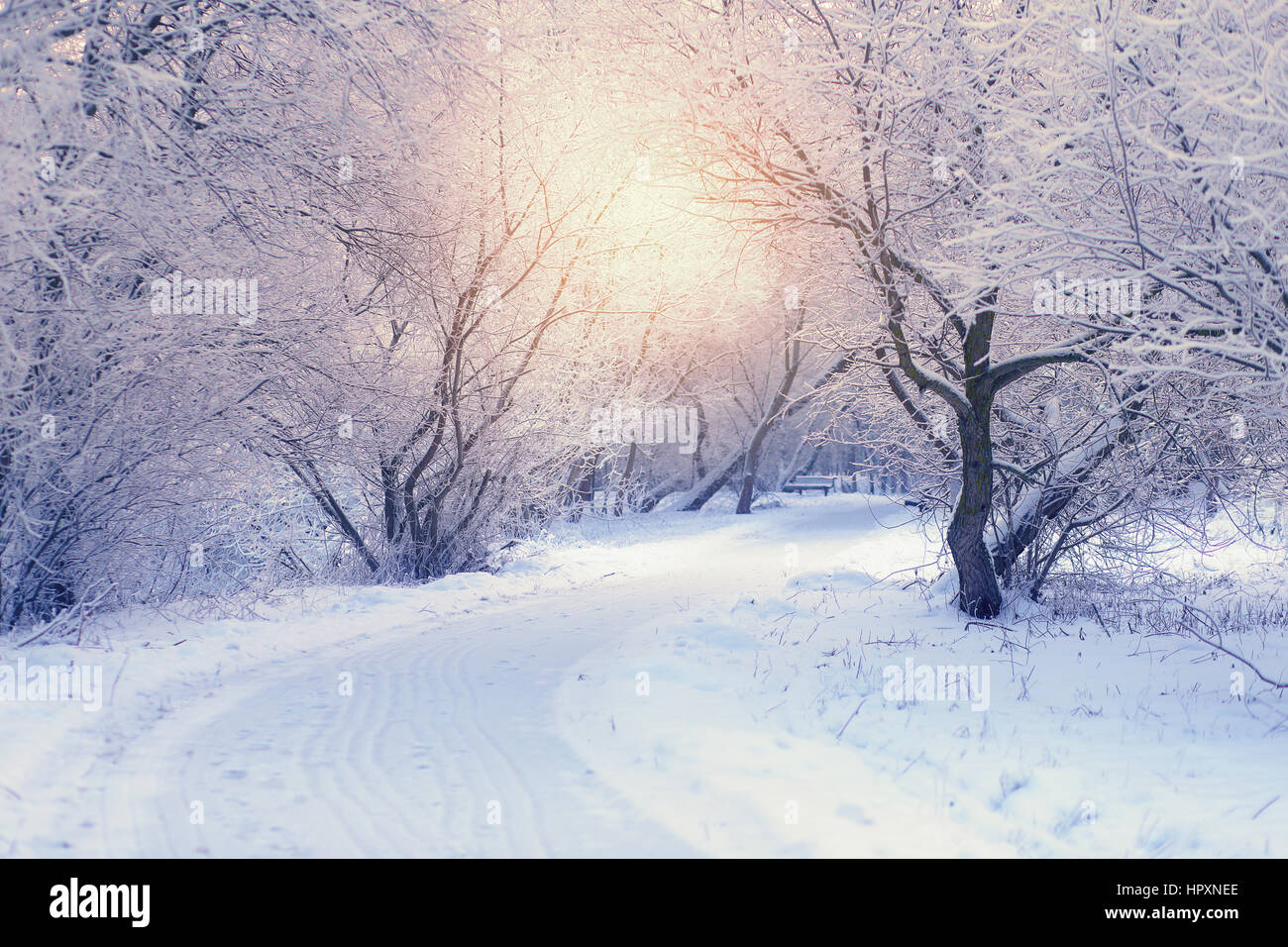 Rising sun shines through trees in park. Winter morning sunrise. White trees in frosty winter morning Stock Photo