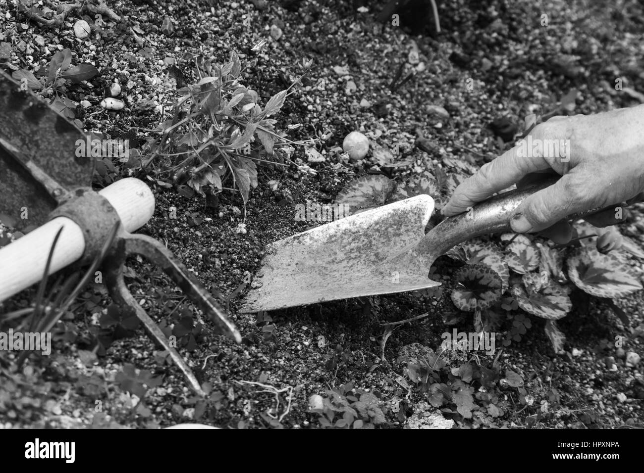 Gardening Black and White Stock Photos & Images - Alamy