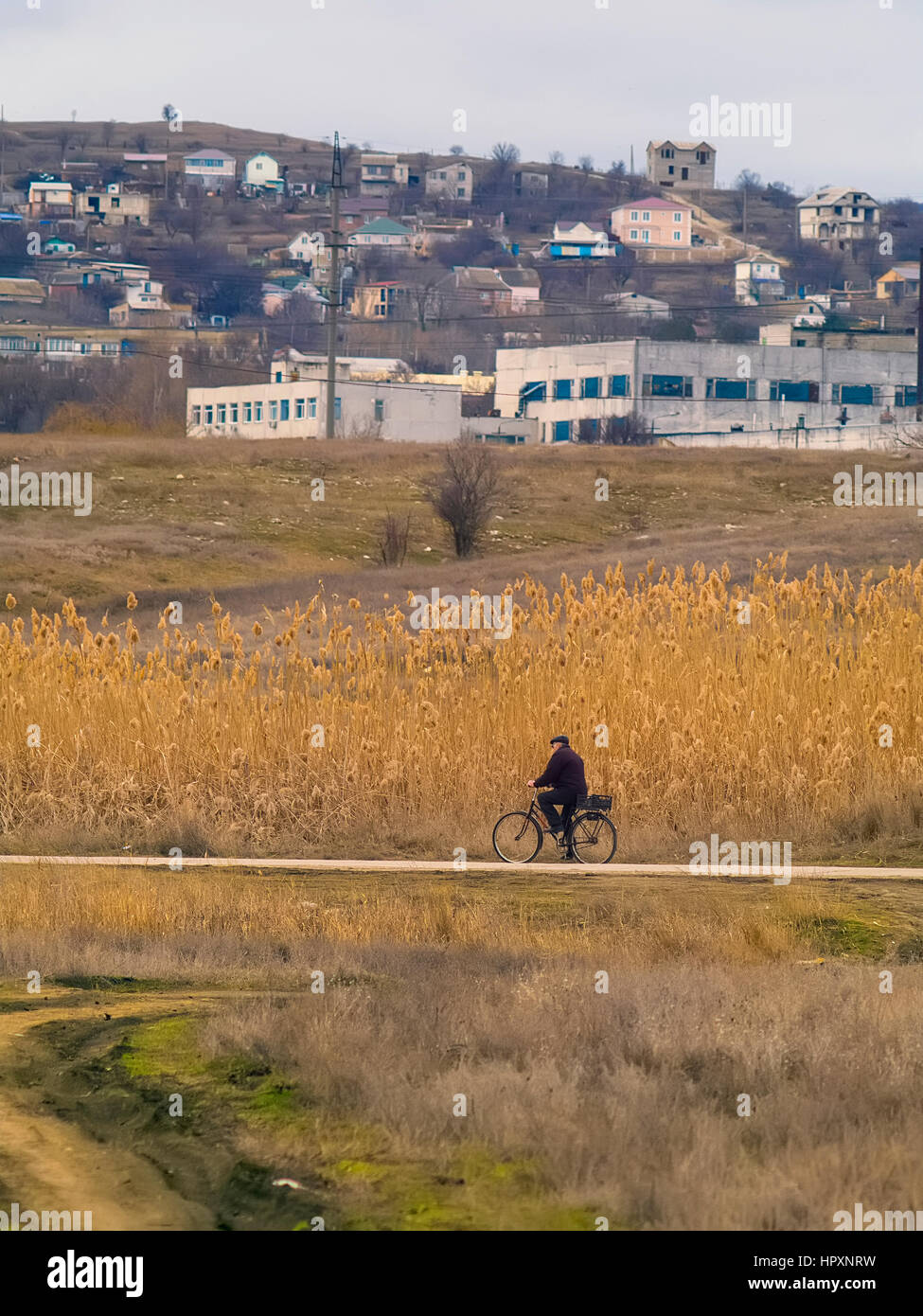 The cyclist riding on the road along the reeds Stock Photo - Alamy