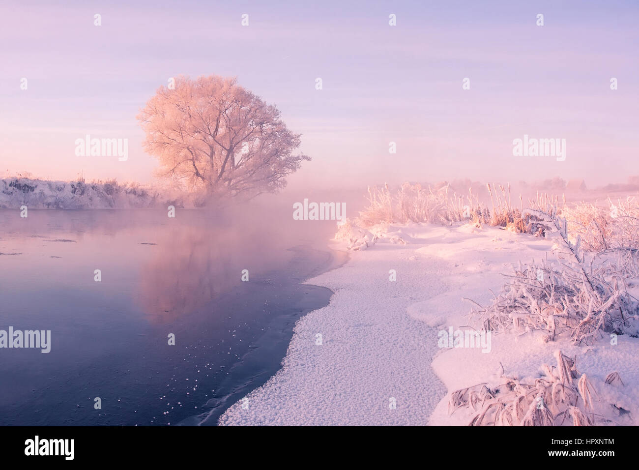 Frosty winter morning on still river in pink colours Stock Photo