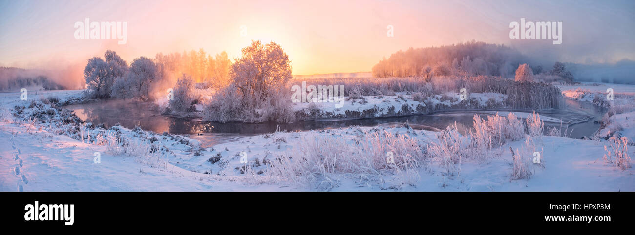 panorama of frosty plants in the foggy winter morning Stock Photo