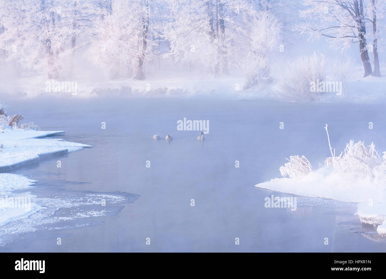 Misty winter morning on the lake with hoarfrost on the trees Stock Photo
