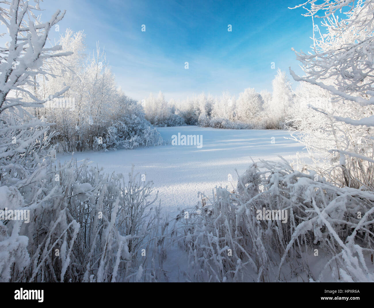 Trees covered by snow and white frost with blue sky Stock Photo - Alamy