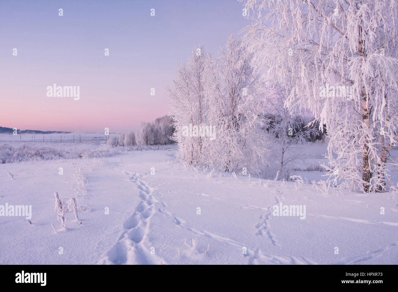 White frosty winter morning with frozen birches on snowy field Stock Photo