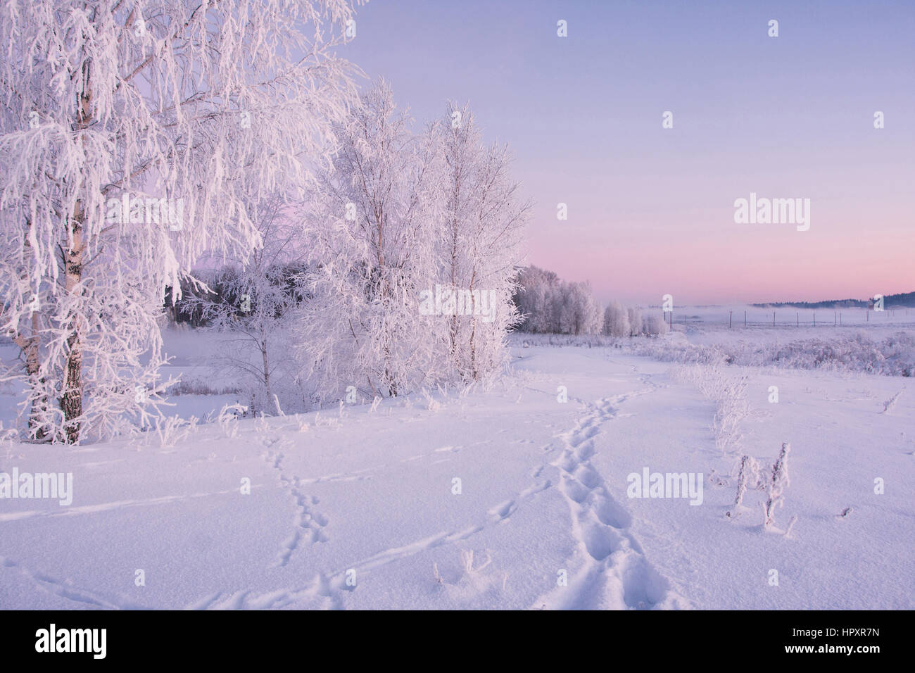 White landscape of frosty winter morning Stock Photo