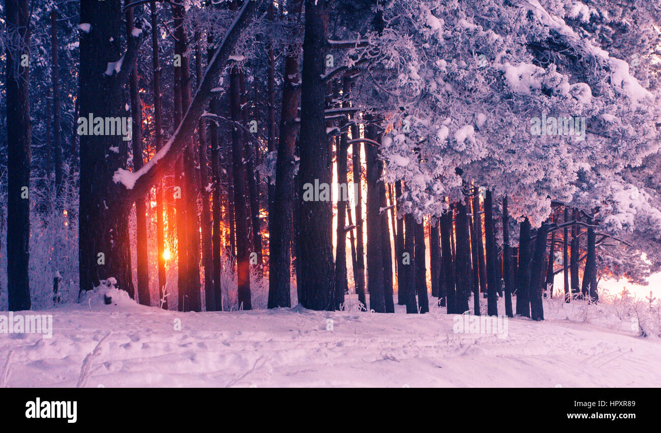Winter sunrise in misty forest in colorful cold morning with sun shines ...