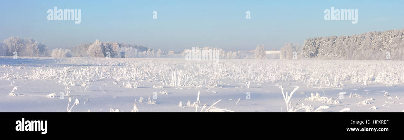 Frosty winter morning with frosty trees in fog and frozen pine forest Stock Photo