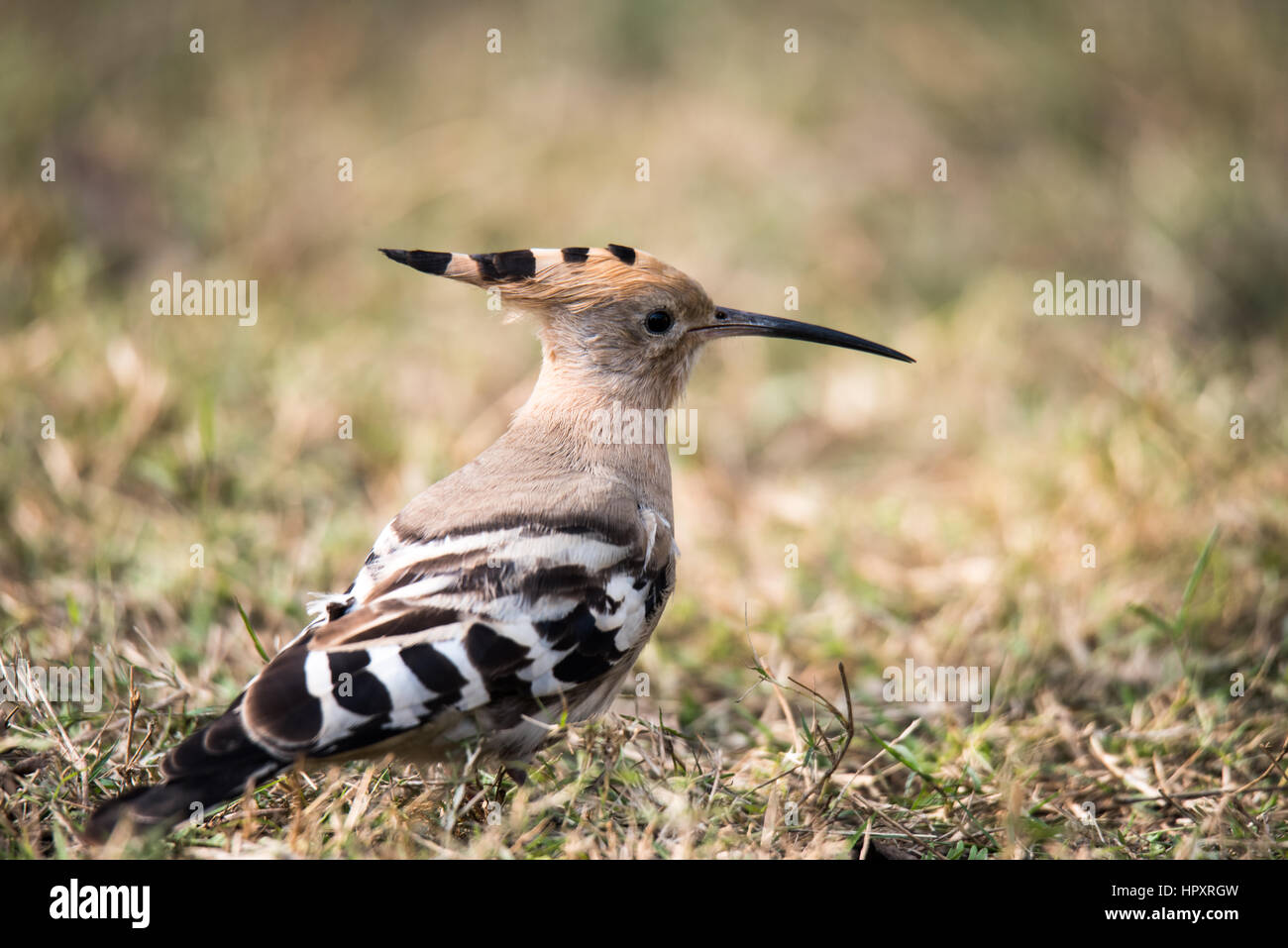 Colorful; Eurasian Hoopoe; Hoopoe; Paradisaeidae; Upupa epops; Upupidae; bif; birds; birds in flight; birds photography; common hoopoe Stock Photo