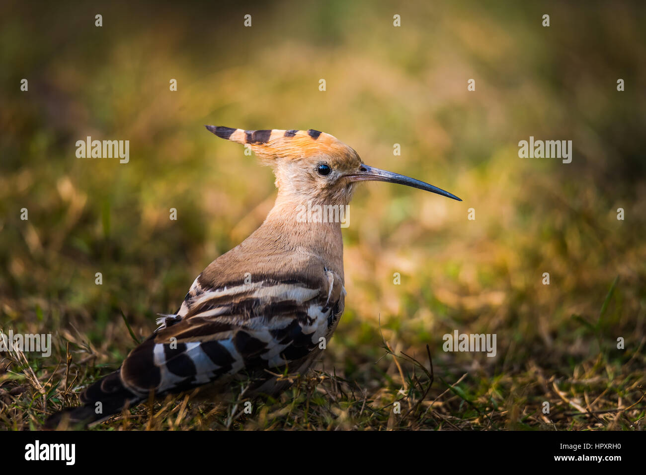 Eurasian Hoopoe Stock Photo