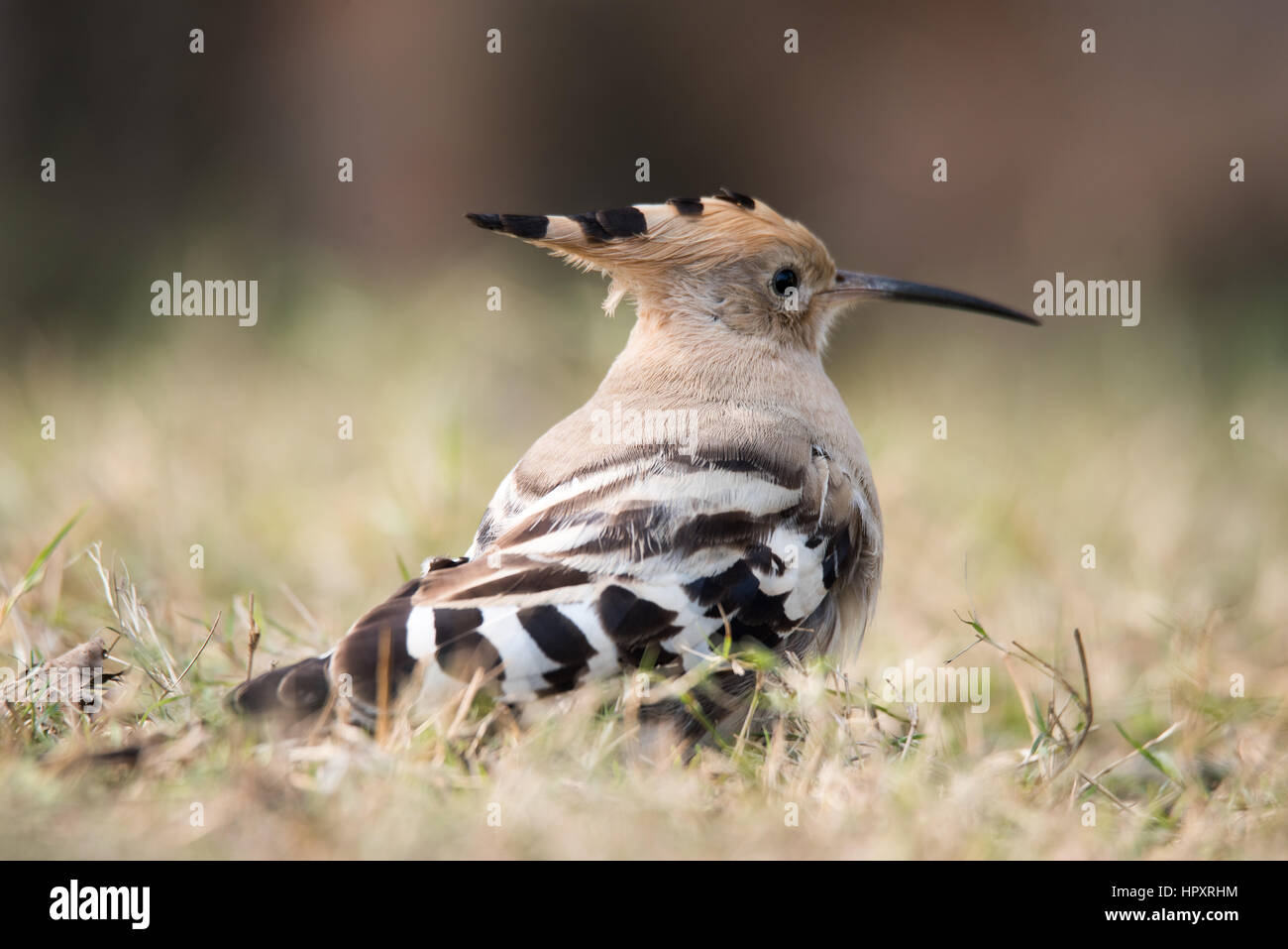 Eurasian Hoopoe Stock Photo