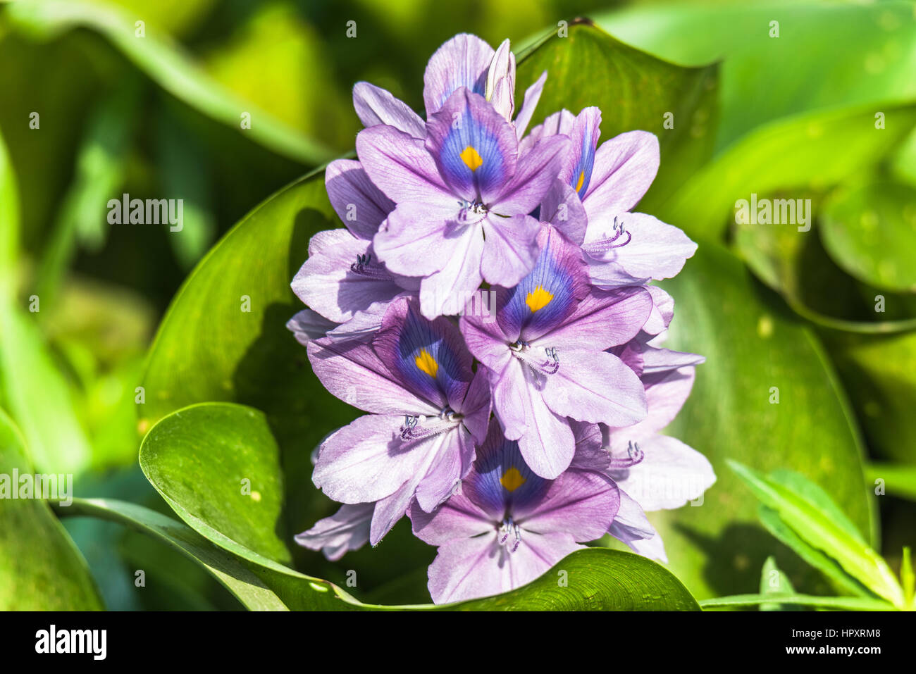 Eichhornia crassipes or Common water hyacinth flower a beautiful and attractive flowers Stock Photo