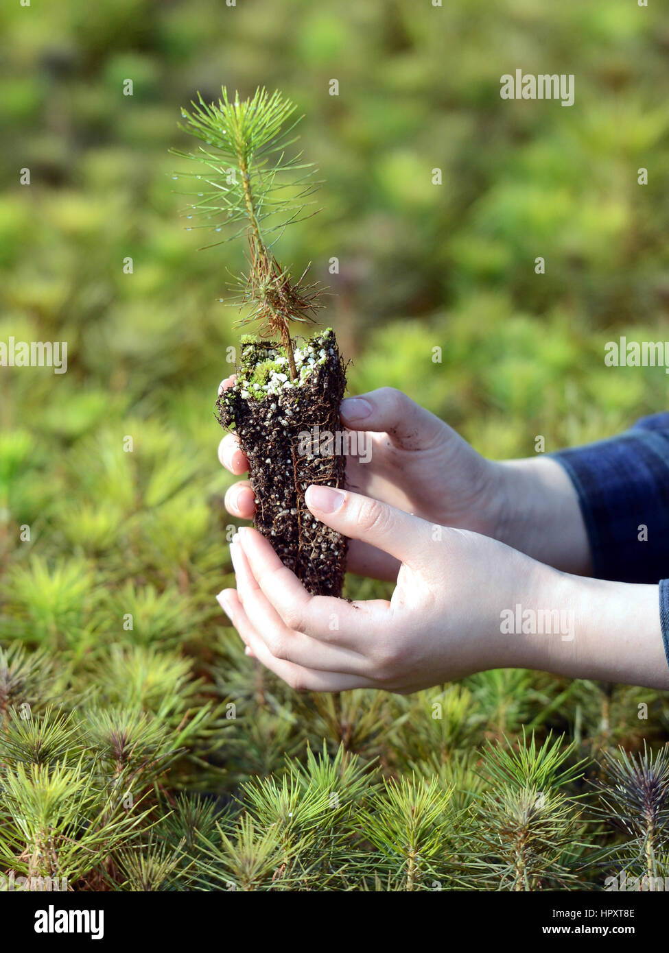 the pine tree seedlings In your hand Stock Photo Alamy