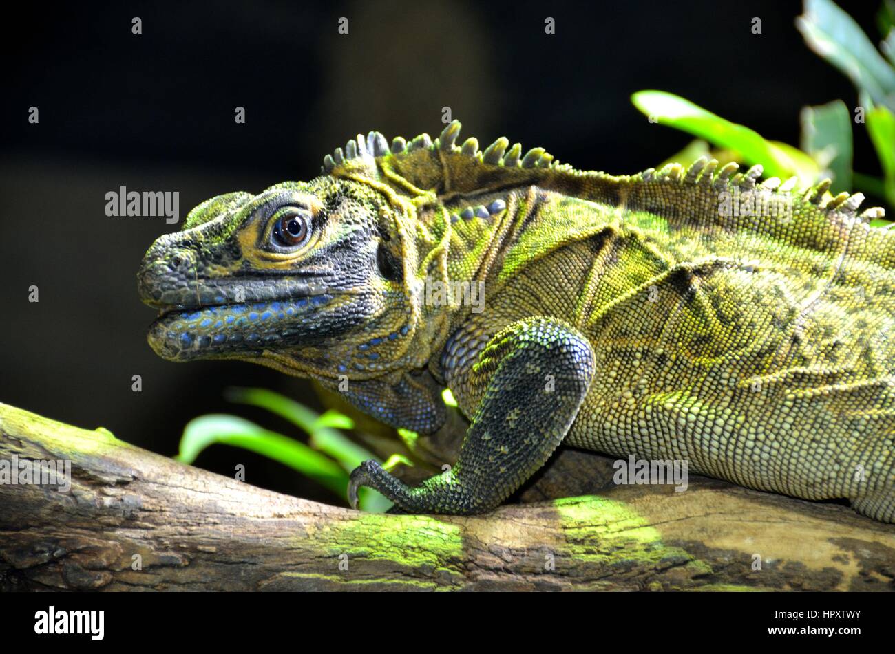 Lizard in the Jungle Stock Photo Alamy