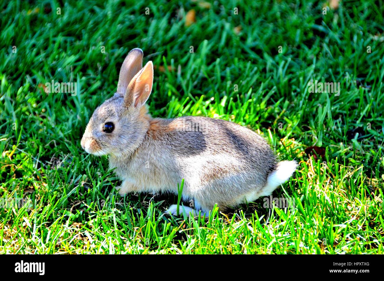 Baby Bunny High Resolution Stock Photography and Images Alamy