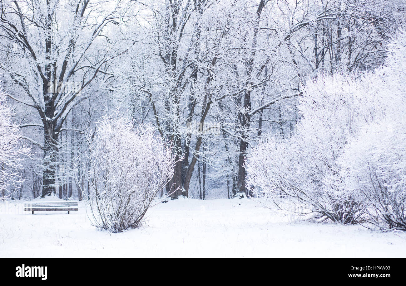 Snowy winter day in the park with white winter snow covered trees Stock Photo