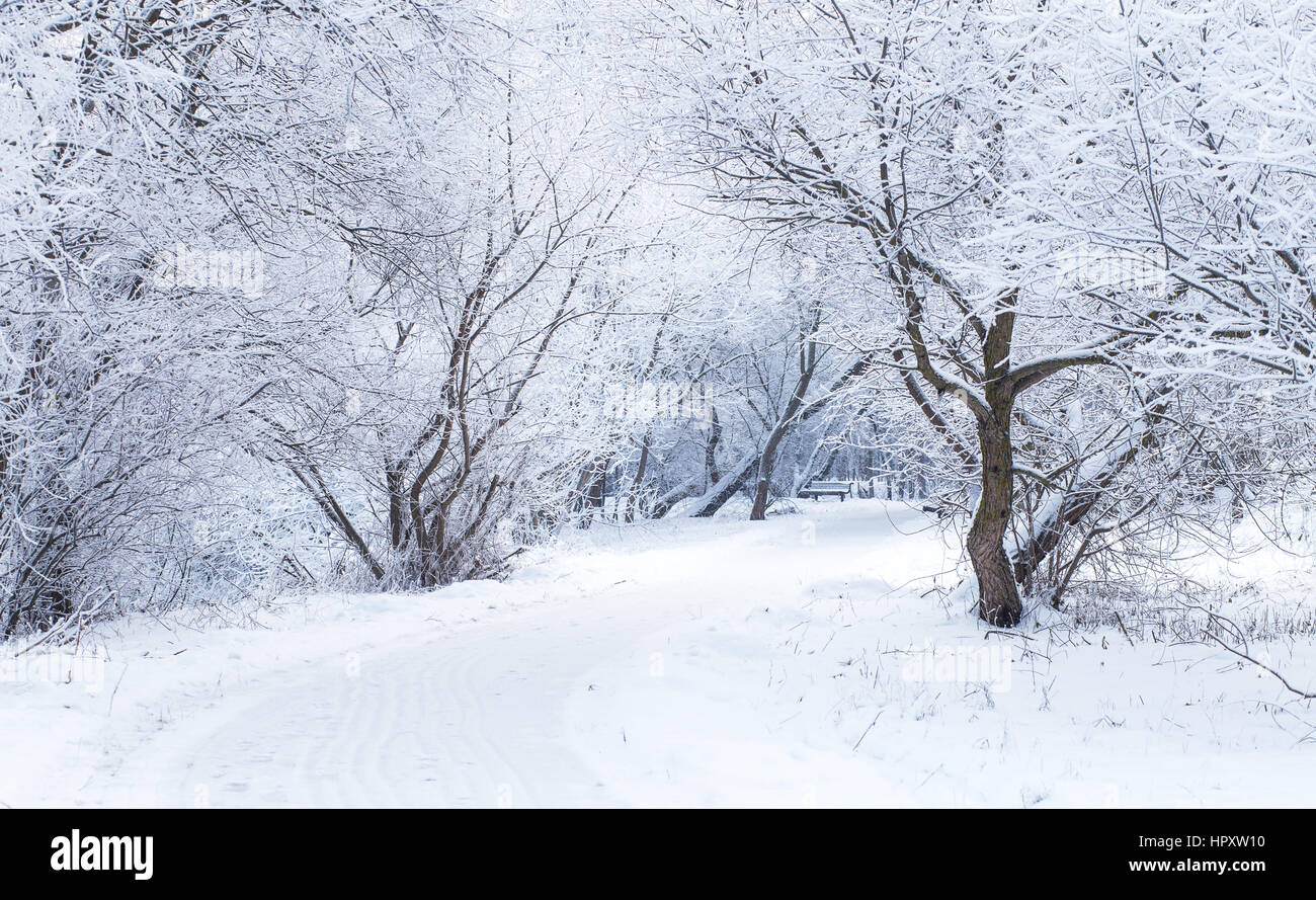White snow on the path in snowy winter day Stock Photo
