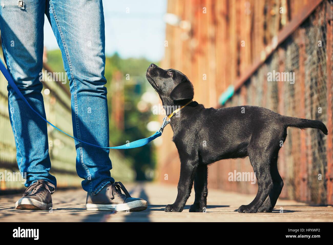 How To Walk A Labrador Puppy