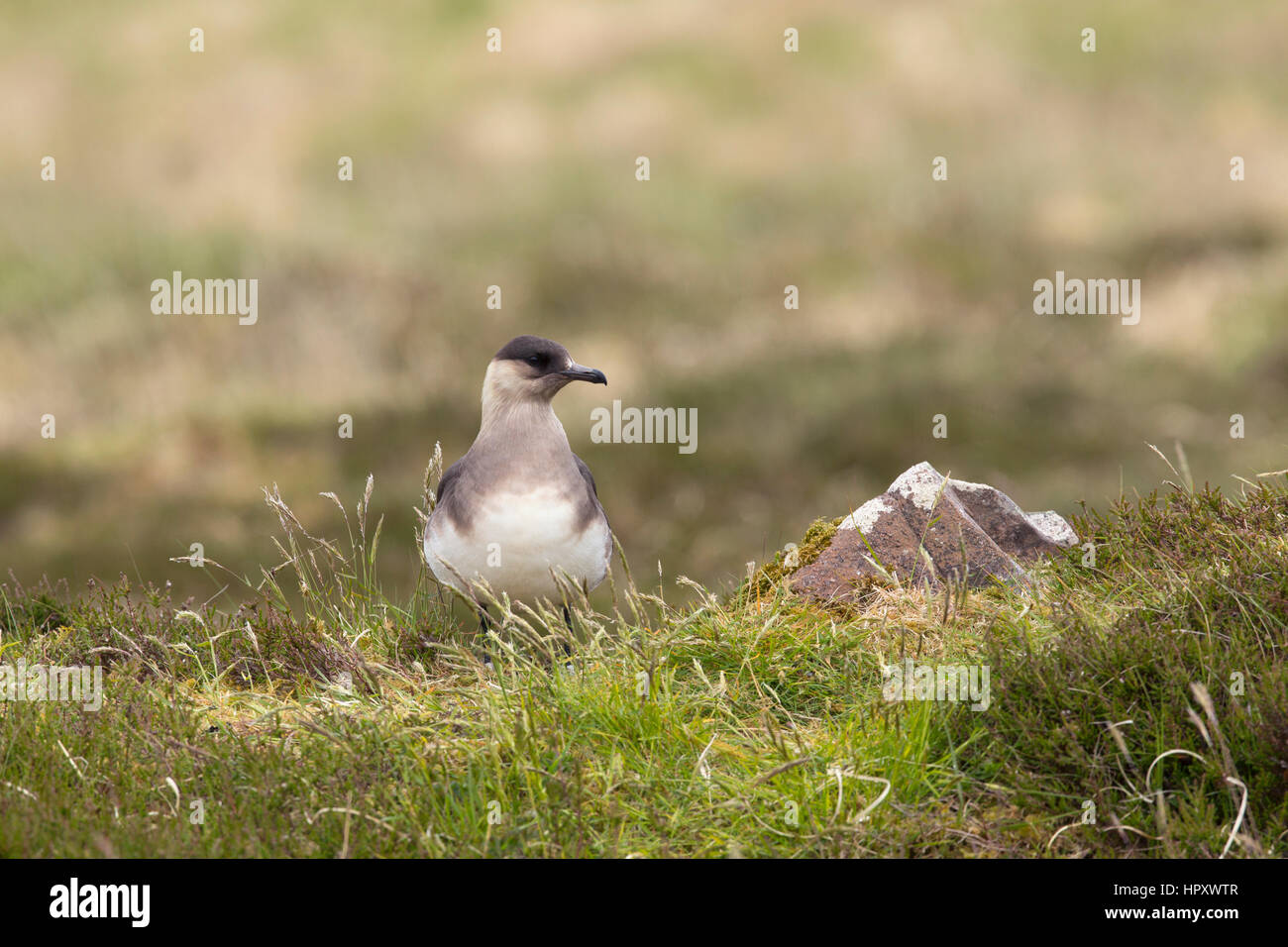 Arctic skua; Stercorarius parasiticus Single Light Form Scotland; UK Stock Photo