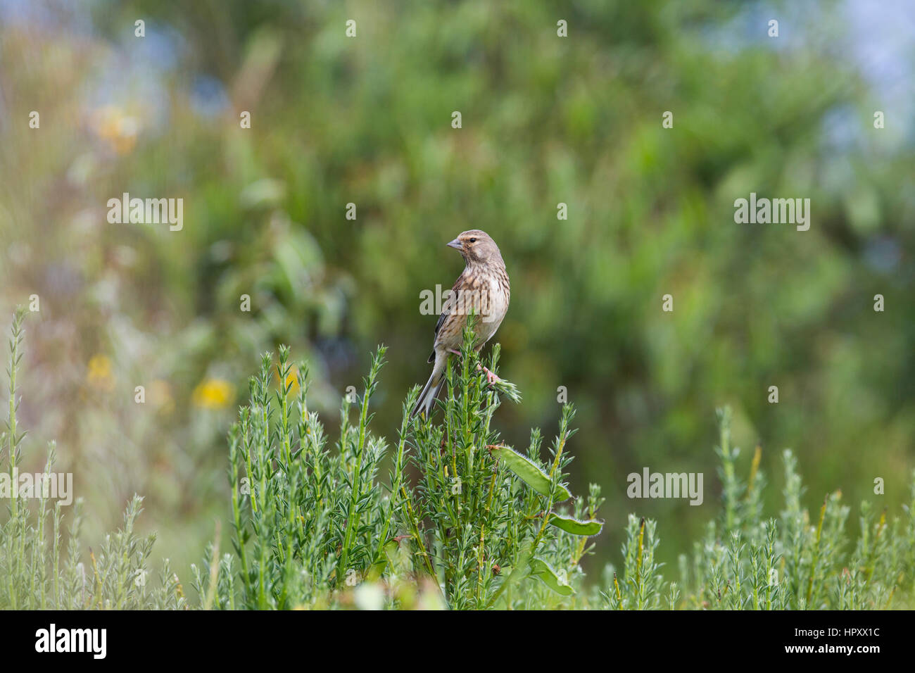 Linnet; Linaria cannabina Single Female Orkney; Scotland; UK Stock Photo