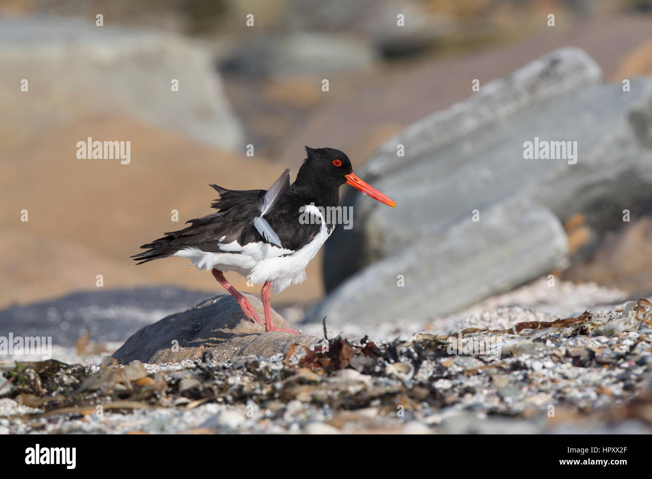 Oystercatcher; Haematopus ostralegus Single; Loose Feathers Orkney; UK Stock Photo