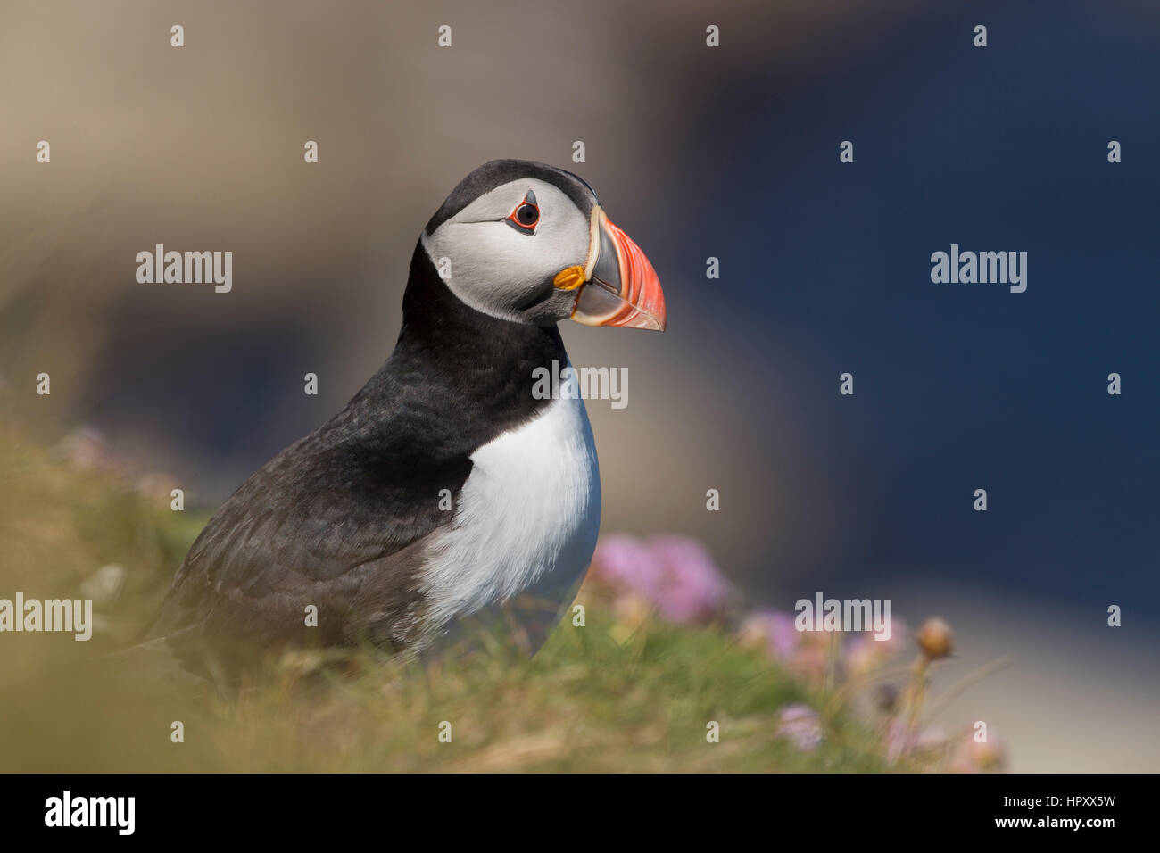 Puffin; Fratercula arctica Single on Cliff Orkney; UK Stock Photo