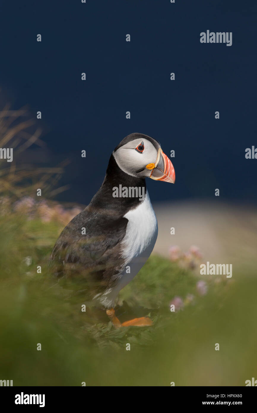 Puffin; Fratercula arctica Single on Cliff Orkney; UK Stock Photo