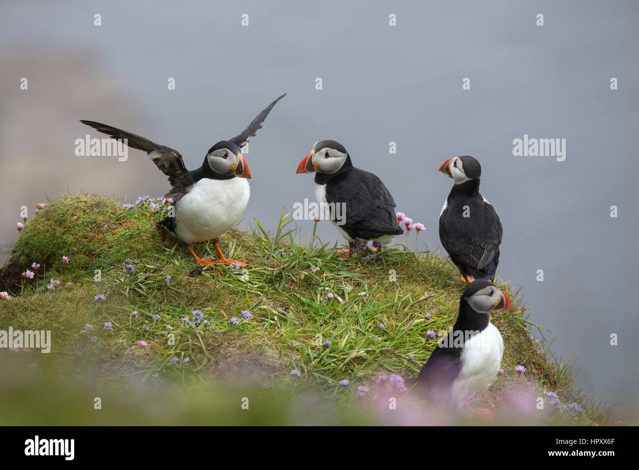 Puffin; Fratercula arctica Group on Cliff Dunnet Head; Scotland; UK Stock Photo