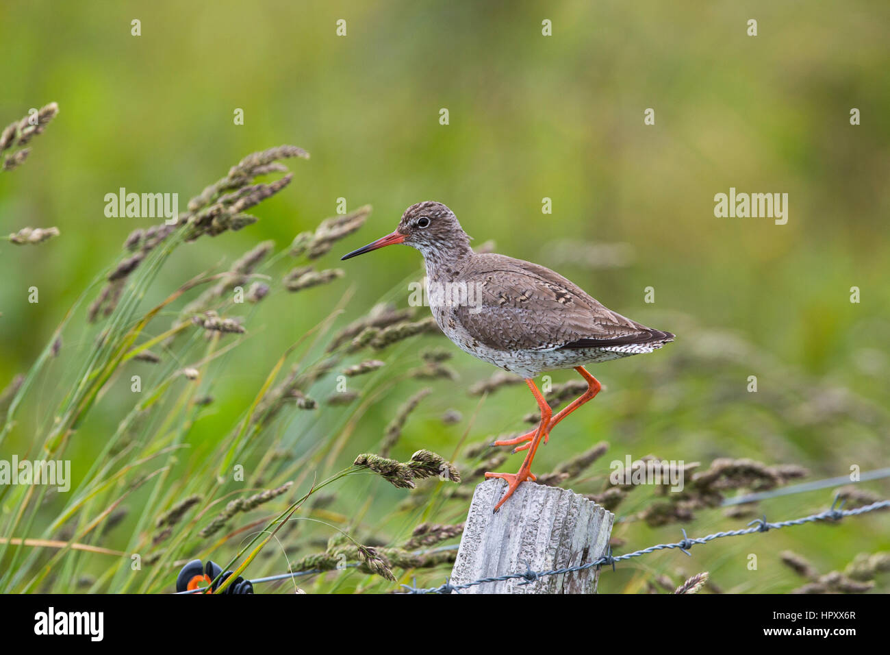 Redshank; Tringa totanus Single on Post Orkney; UK Stock Photo