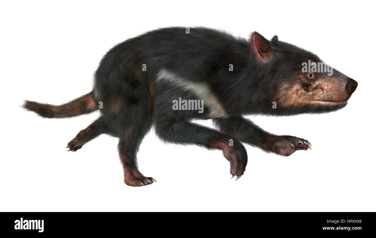3D rendering of a tasmanian devil isolated on white background Stock ...