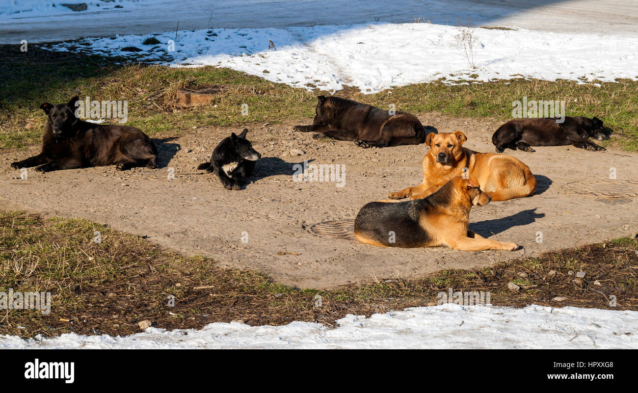 Homeless dogs in winter time heating on sanitaryware well. Stray dogs basking on the sewer hatch in cold weather in winter Stock Photo