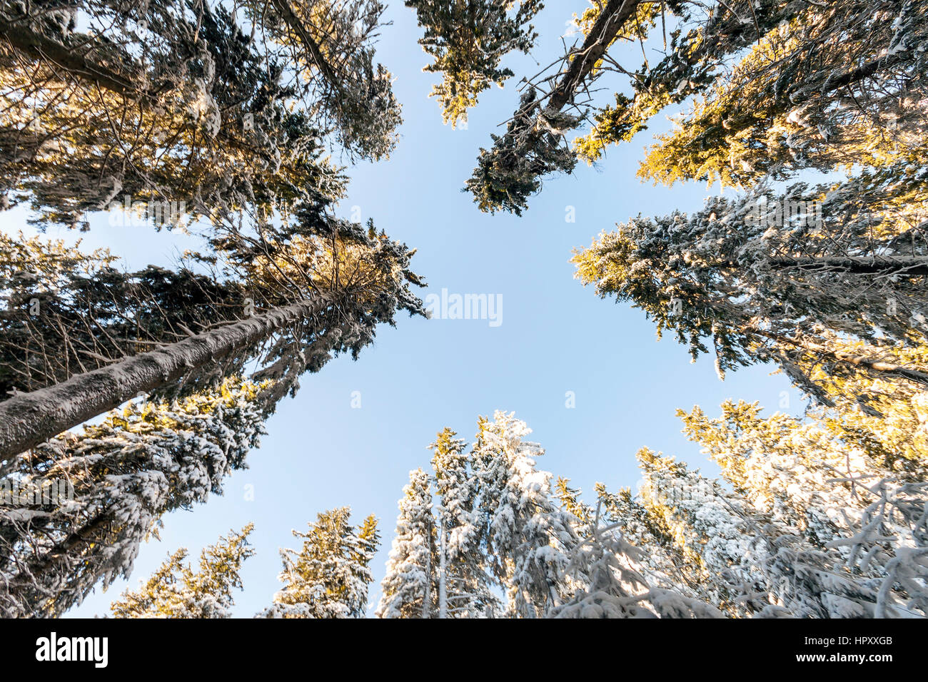 Pine trees in mountain forest in winter sunny day Stock Photo - Alamy