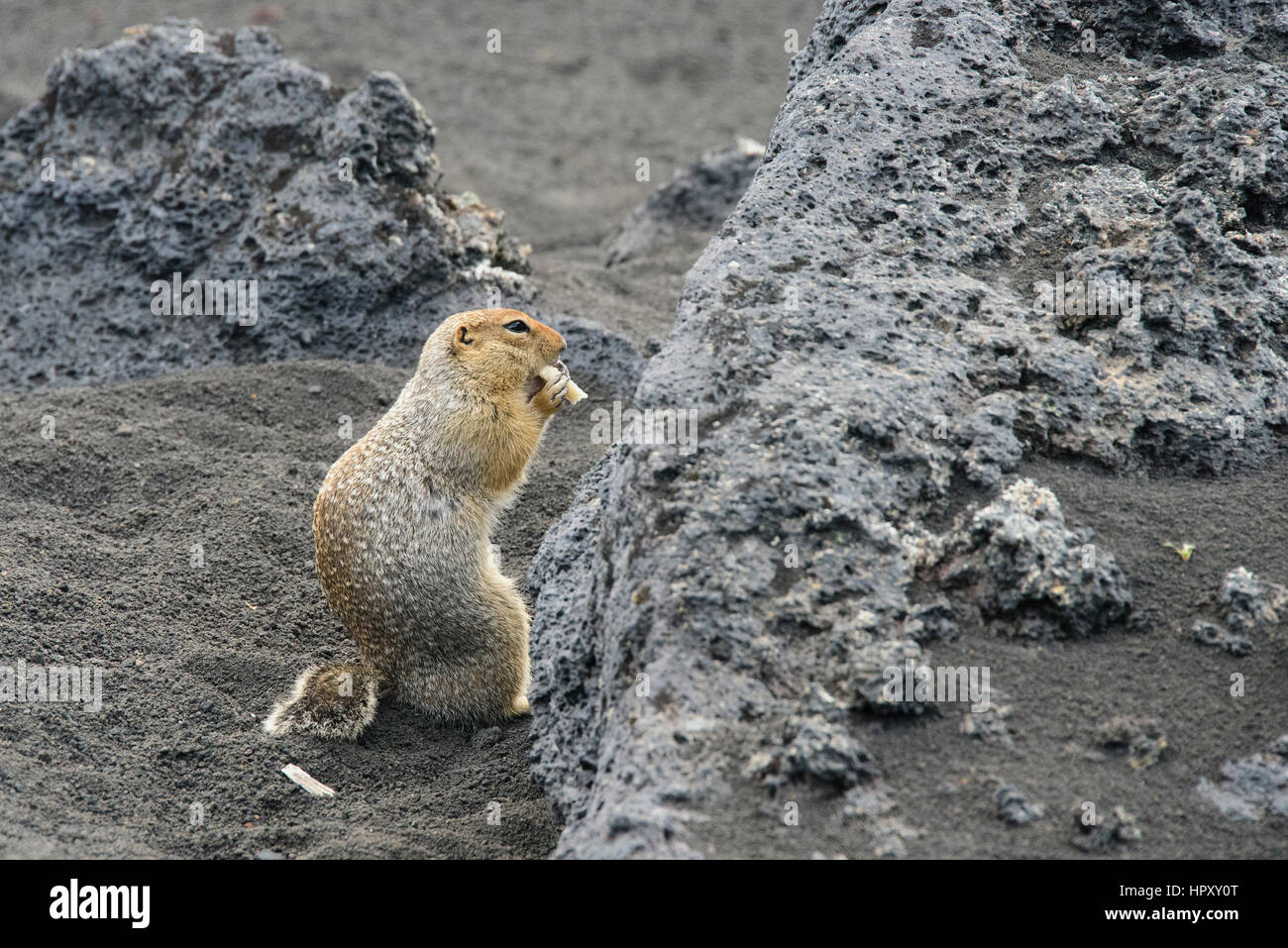 Ground squirrel in Kamchatka eating cheese Stock Photo