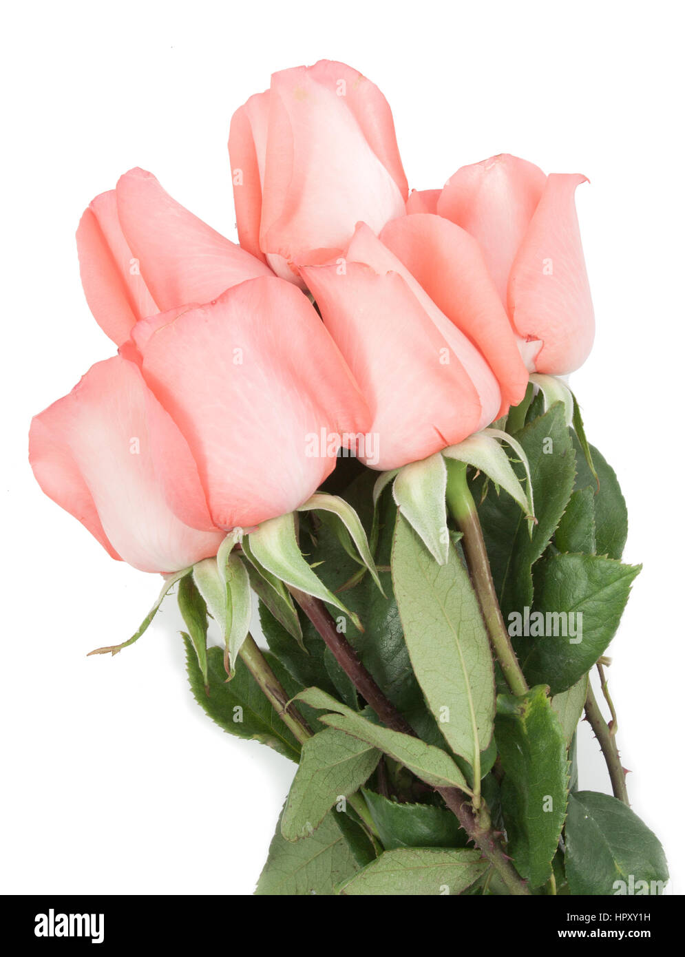 Pink roses bouquet in white background Stock Photo - Alamy