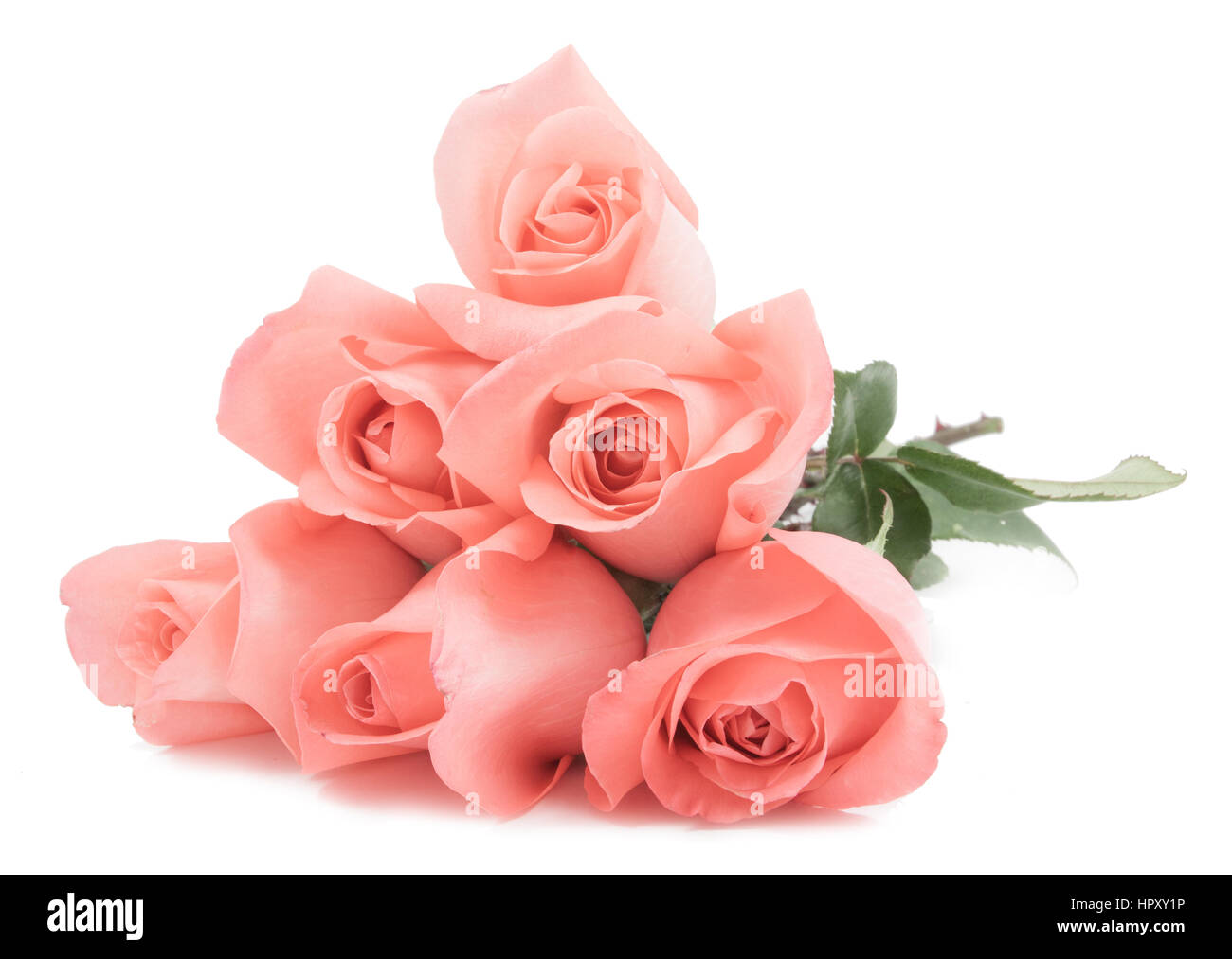 Pink roses bouquet in white background Stock Photo - Alamy