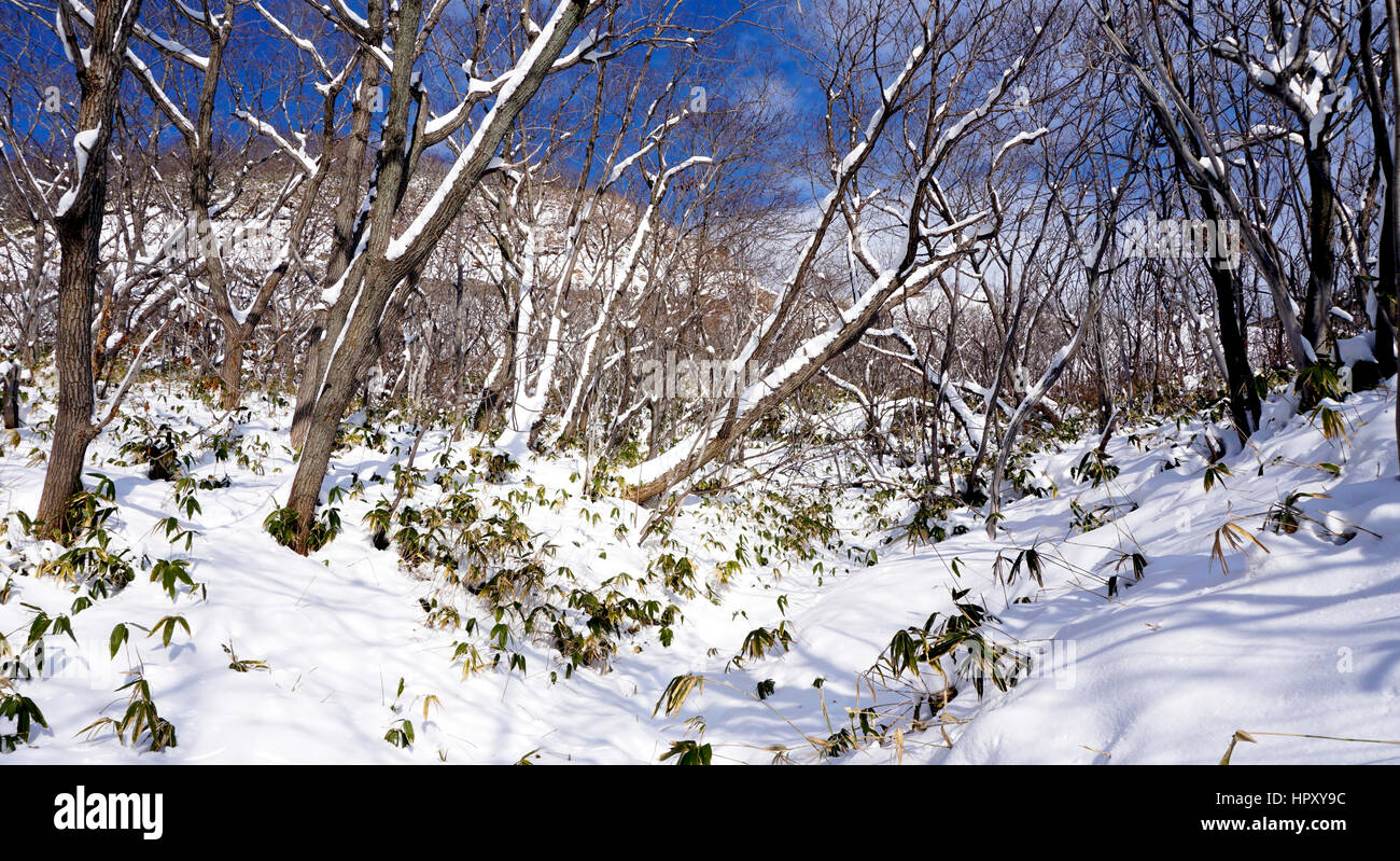 Snow in the forest Noboribetsu onsen snow winter national park in Jigokudani, Hokkaido, Japan Stock Photo