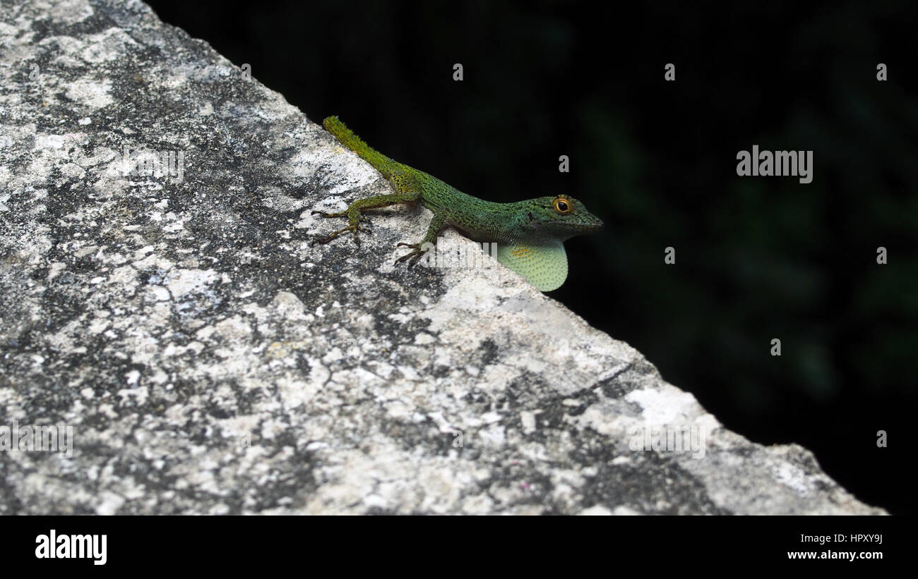 Grüner Gecko auf Felsen Stock Photo