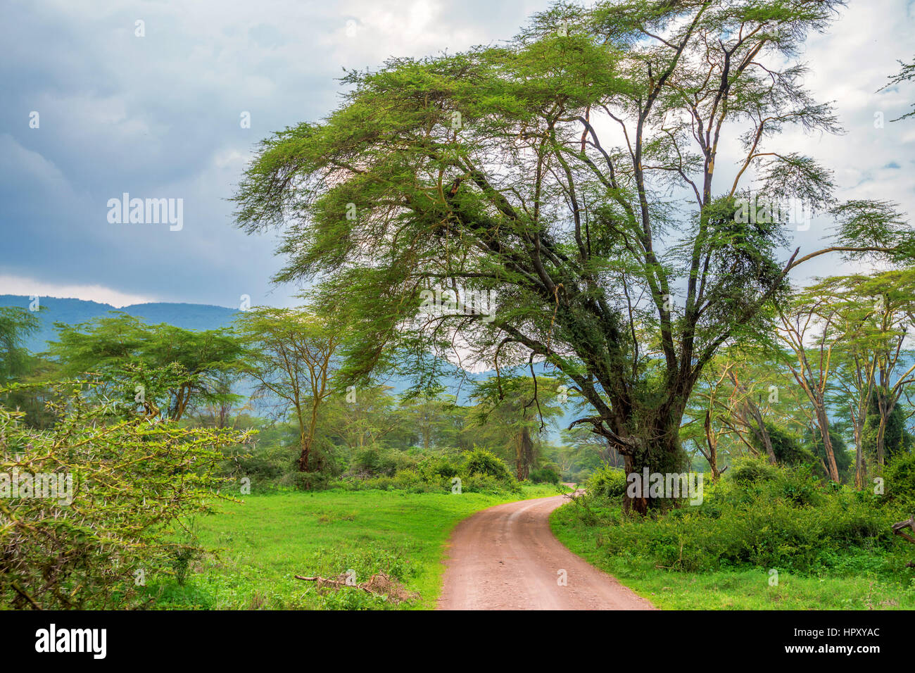 Mountain african forest with acacia and lush bushes in Ngorongoro national park, Tanzania Stock Photo