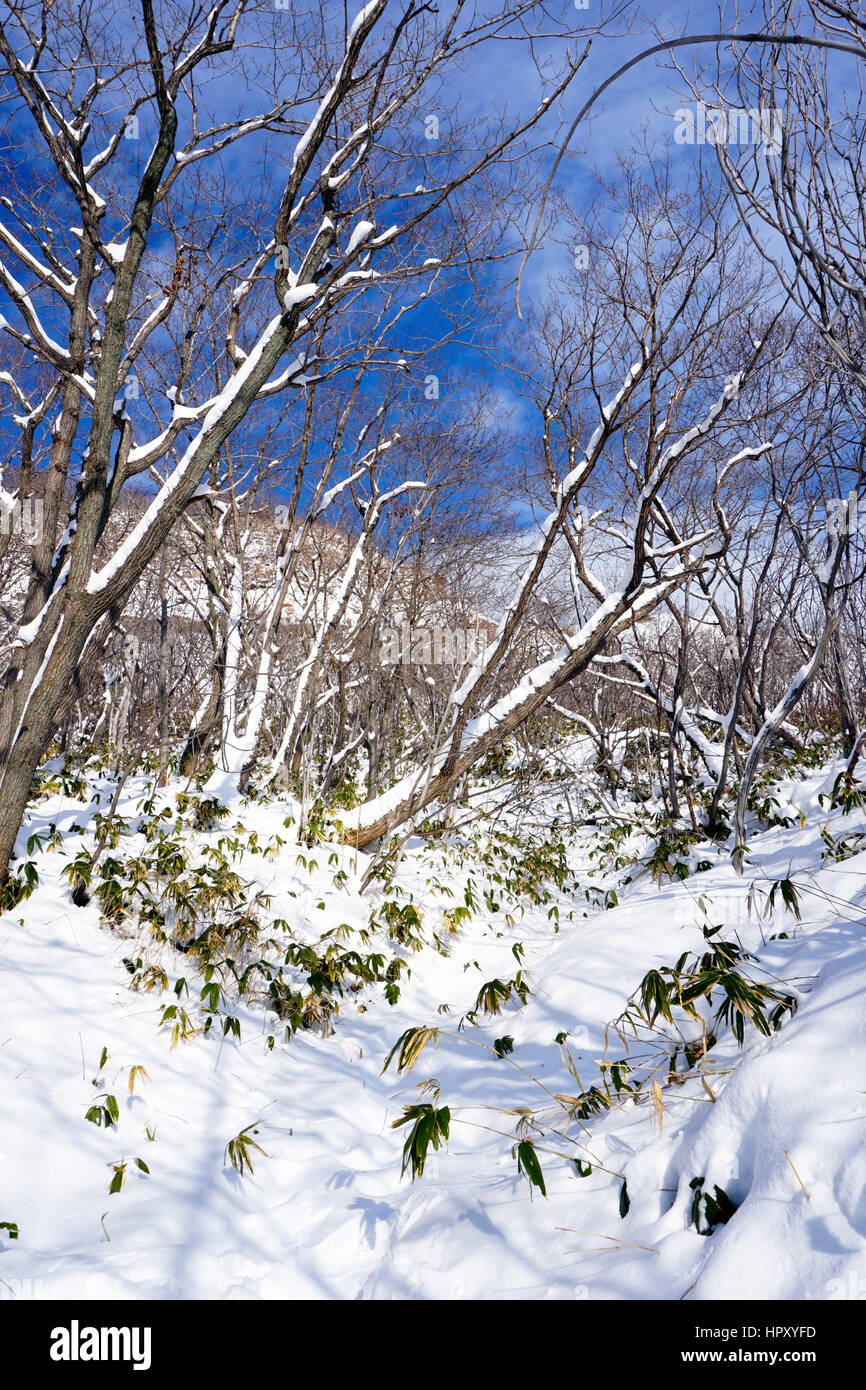Snow in the forest Noboribetsu onsen snow winter national park in Jigokudani, Hokkaido, Japan Stock Photo