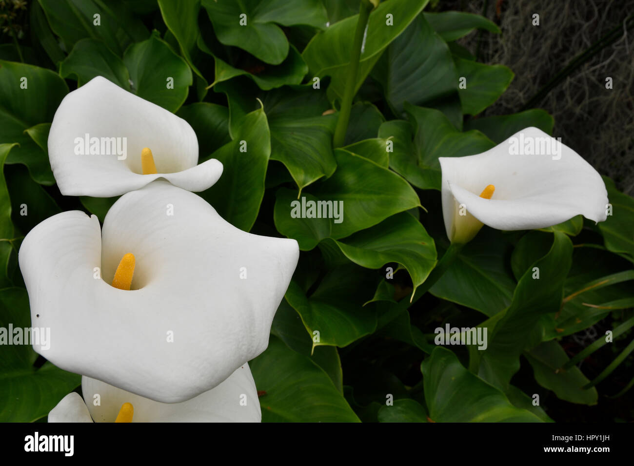 Calla lily (Zantedeschia) or Arum lily bloom, picture from Tenerife