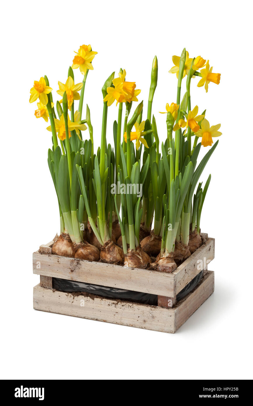 Wooden chest with fresh daffodils on white background Stock Photo