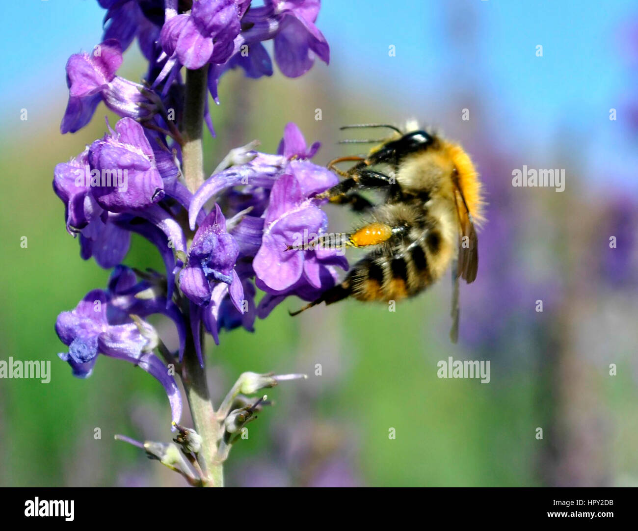 Purple toadflax linaria hi-res stock photography and images - Alamy