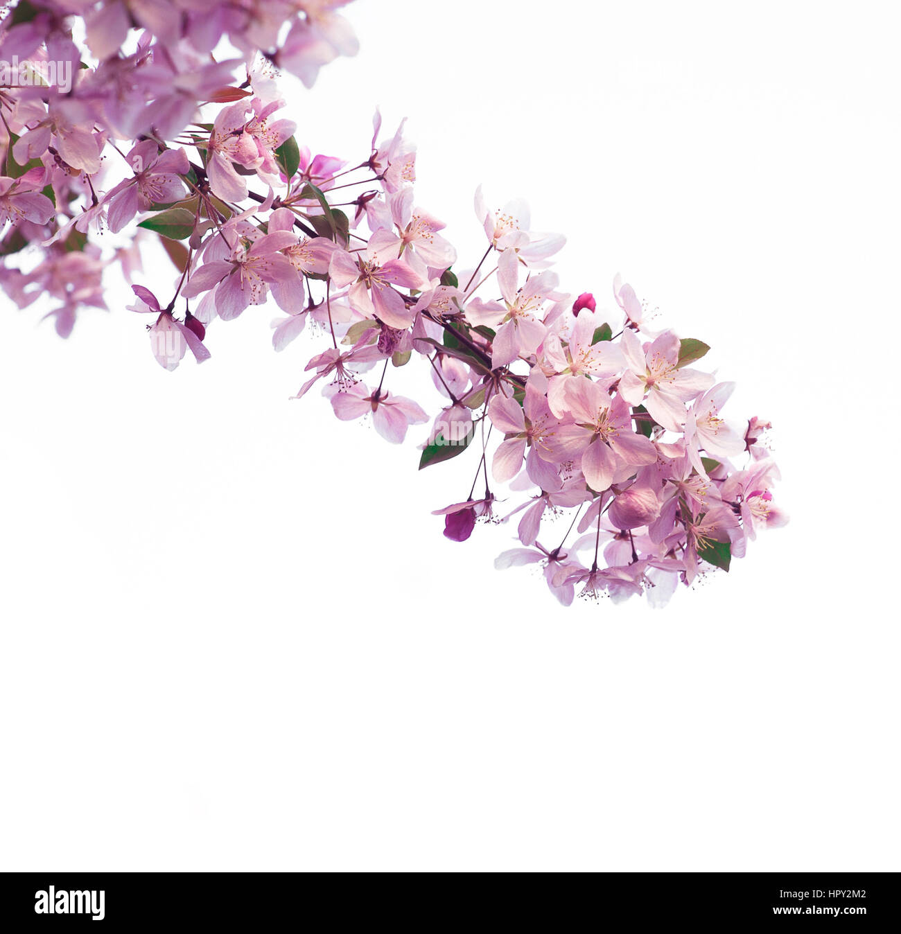 branch of cherry blossoms isolated on white background Stock Photo - Alamy