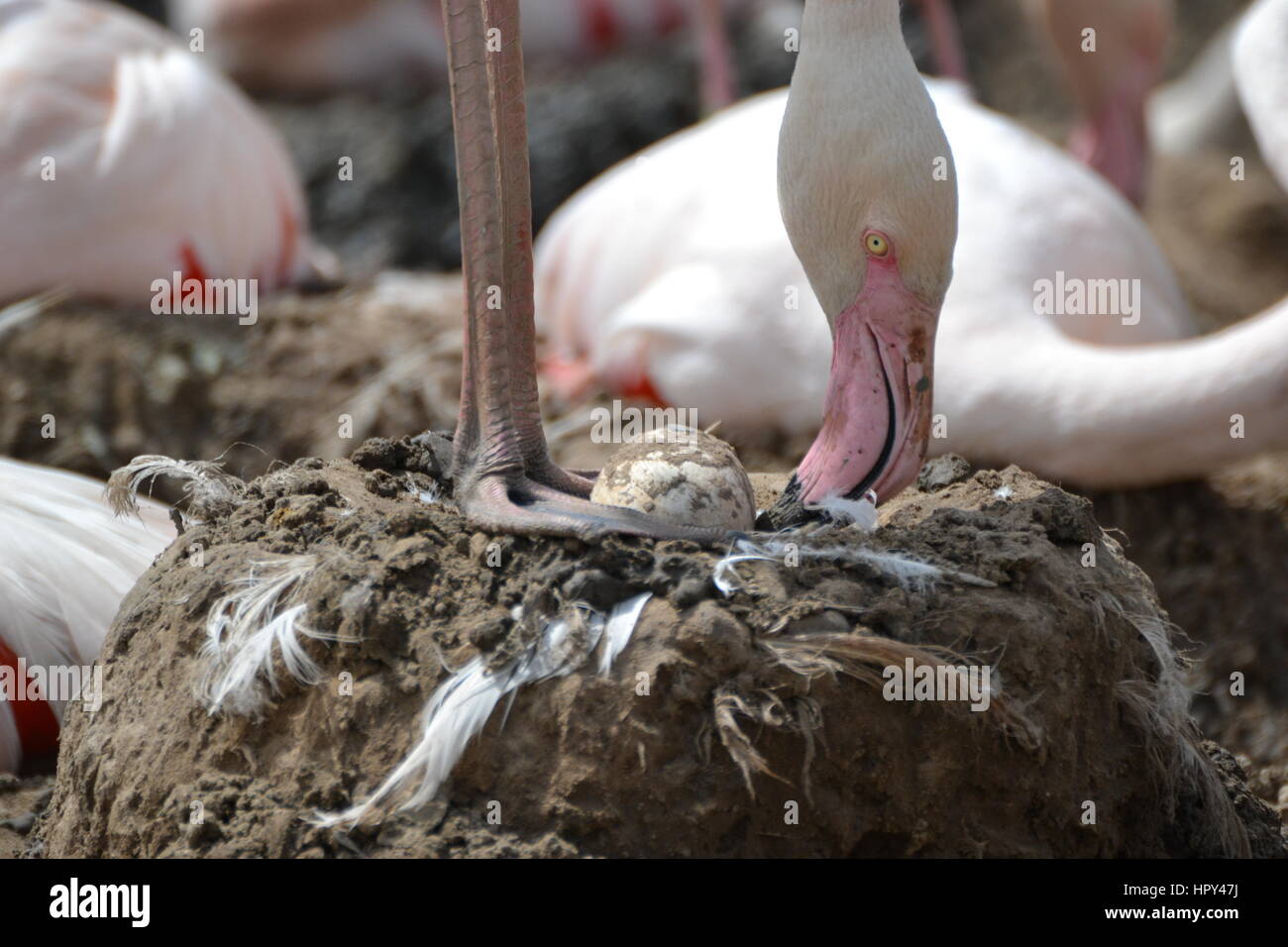 Greater flamingo with egg at Slimbridge Wetland Centre Stock Photo