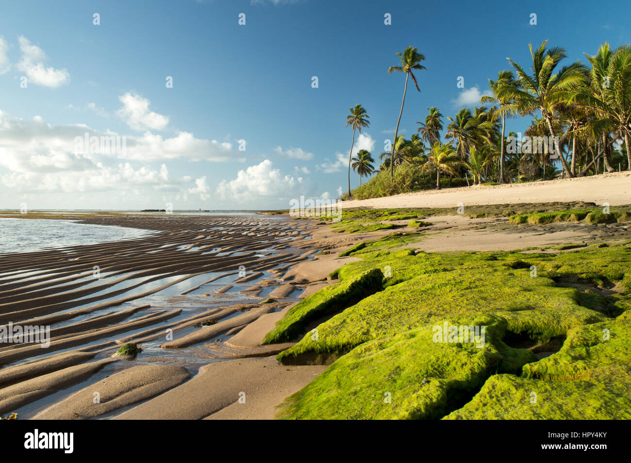 Lord's Beach. Bahia, Brazil. This image shows moss on rocks in the foreground and rippled sand. Coconut trees and a beautiful light at the sunrise. Stock Photo