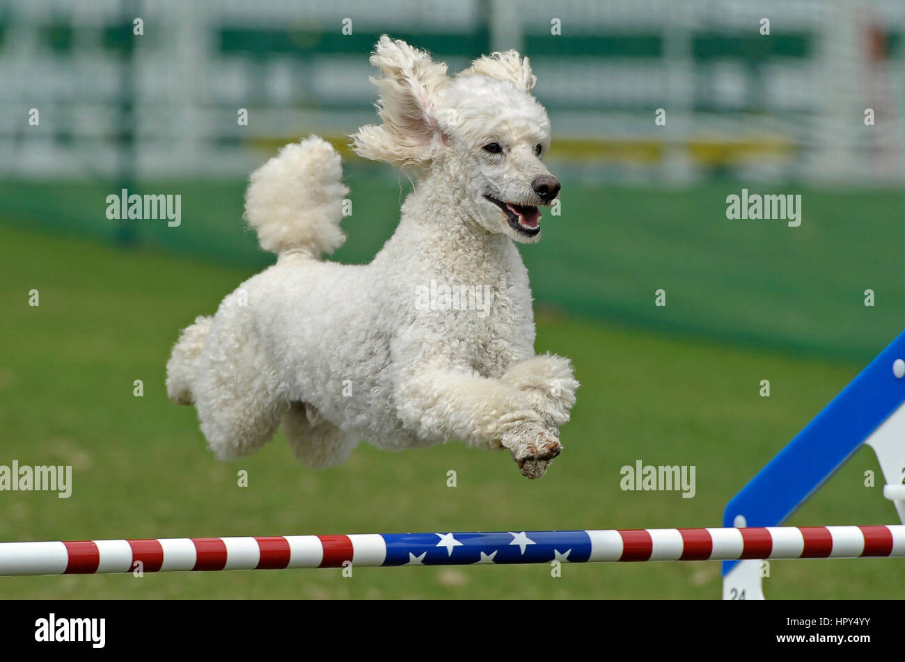 how to keep my standard poodle from jumping up