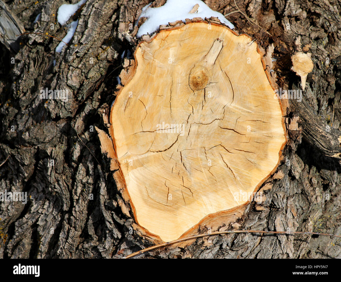 Close up of an old wooden knot on a birch tree Stock Photo