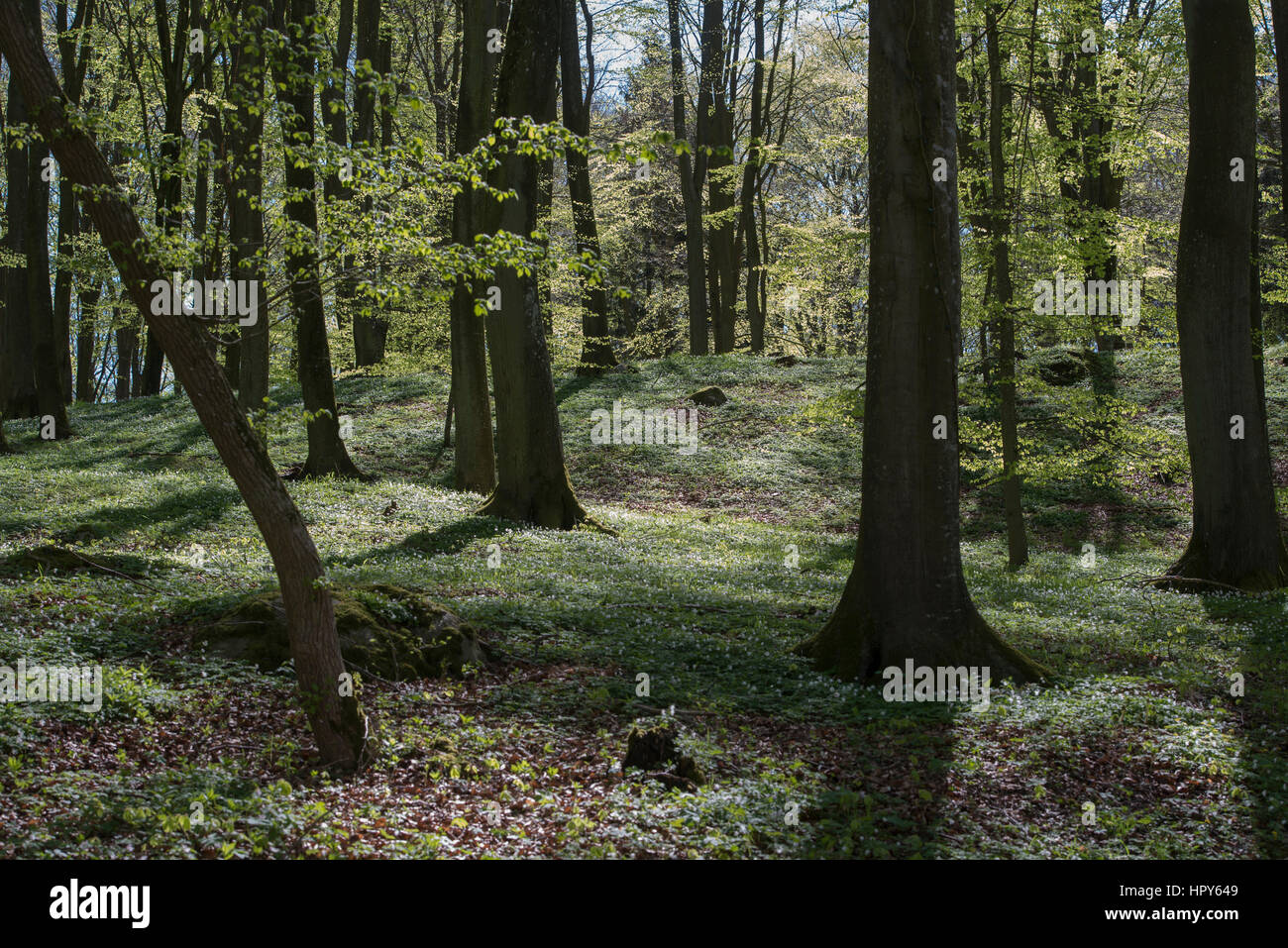 Beech forest with new leaves in early may Stock Photo