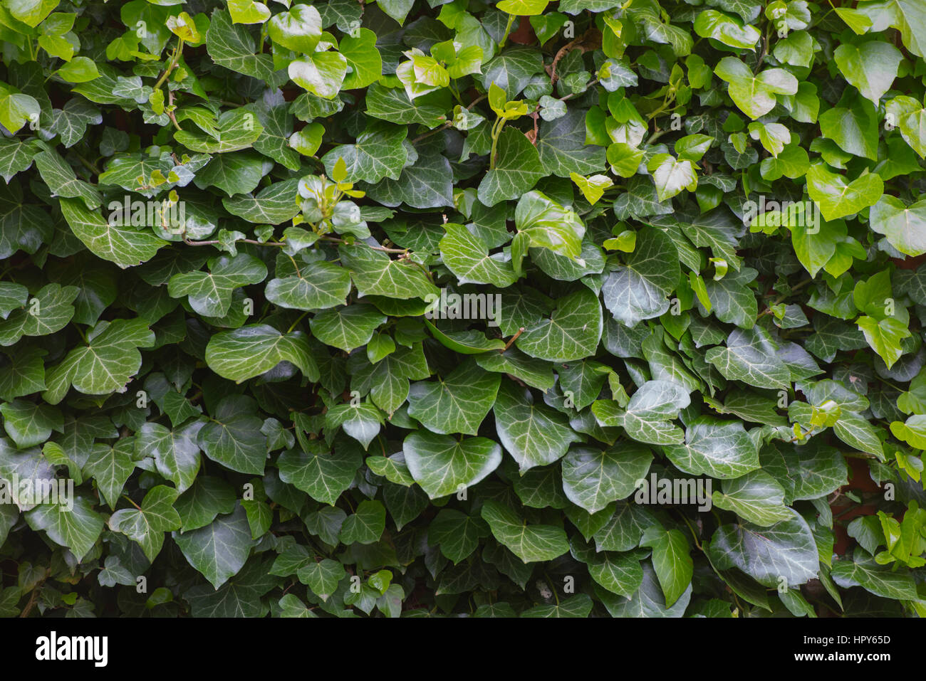 Ivy plant is climbing on a tile wall Stock Photo